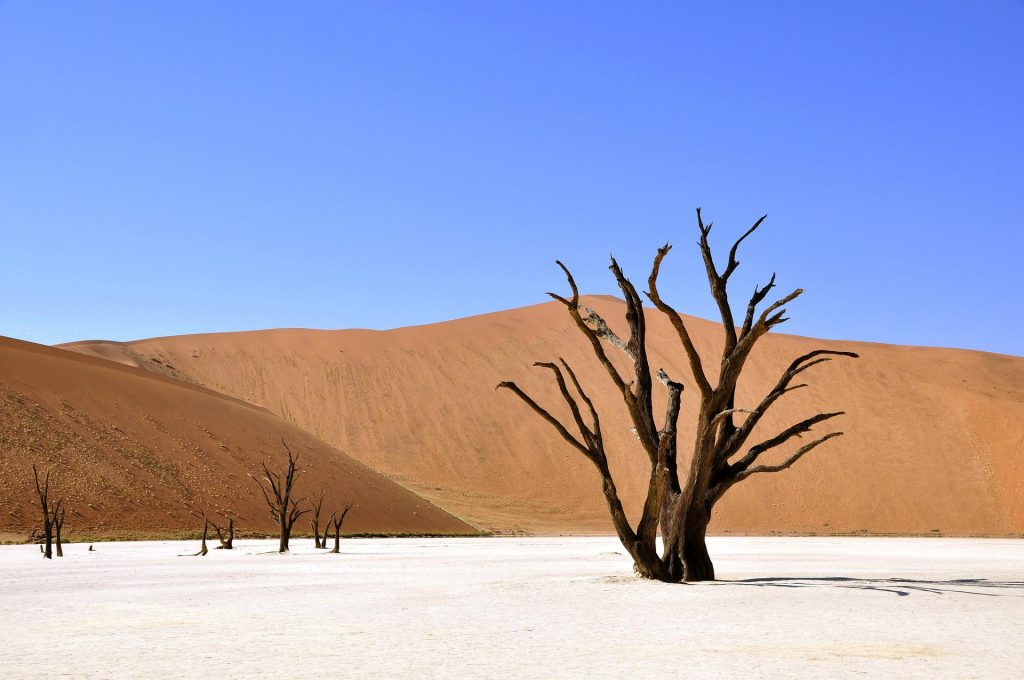 tree-64310_1920